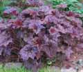 heuchera červenolistá