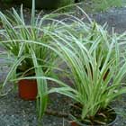 Carex Morowii Ice Dance