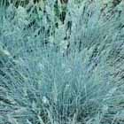 festuca Glauca