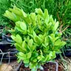 buxus globosa - kulovitý