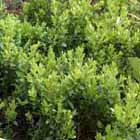 buxus zelený