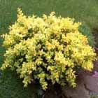 buxus žlutopestrý