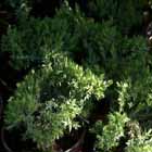 jalovec Procumbens Nana