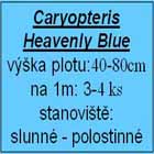 Caryopteris Heavenly Blue