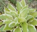 hosta shade famfare