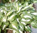 hosta
