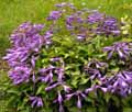hosta zakrslá