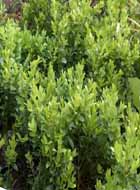 buxus zelený
