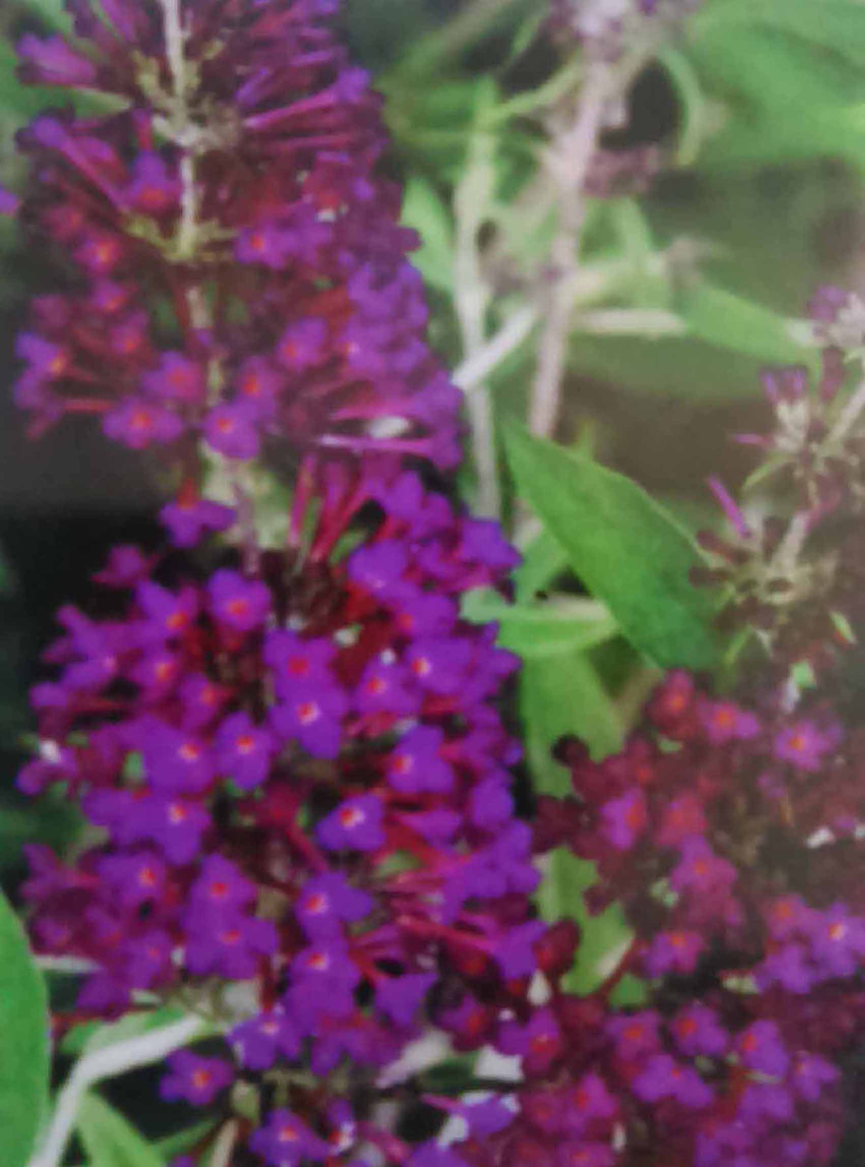 Komule Nanho Purple