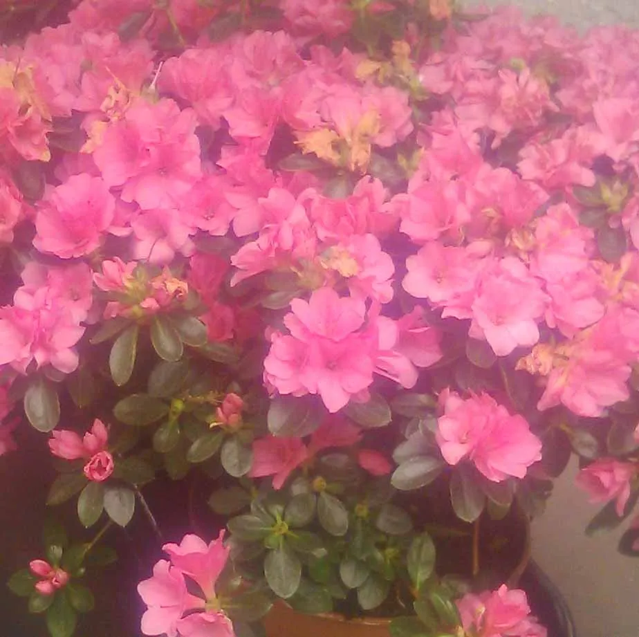 Rhododendron skalkový - Azurica