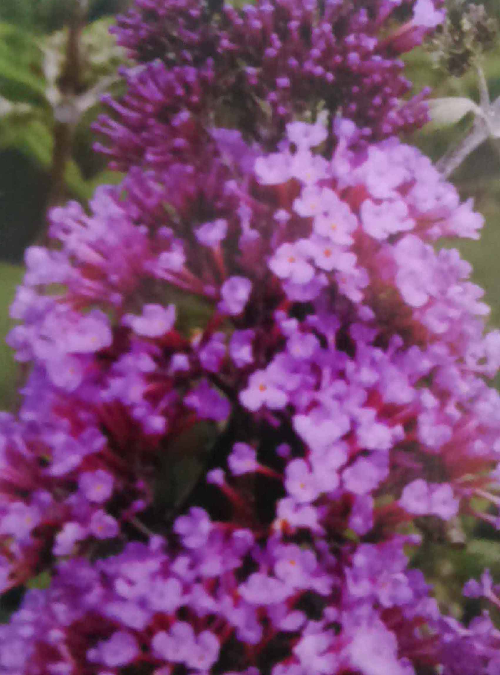 Komule Pink de Light