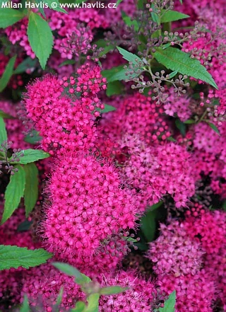 Tavolník Dart´s Red