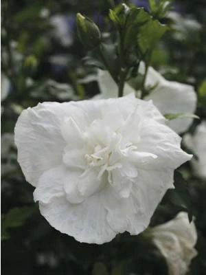Ibišek venkovní White Chifon