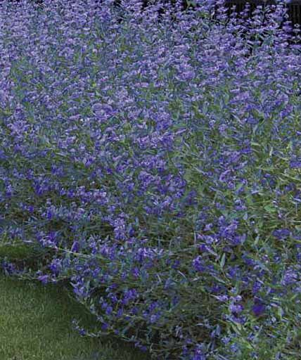 Caryopteris Heavenly Blue