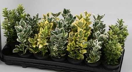 Euonymus japonicus