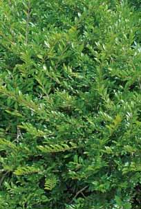 Lonicera Pileata Mose Green