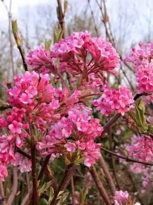 Kalina bodnatense Dawn