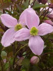 Clematis