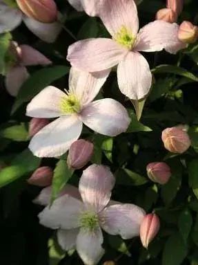 Clematis