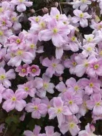 Clematis