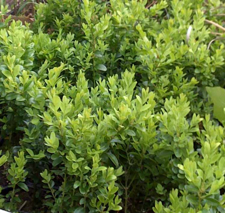 Buxus zelený