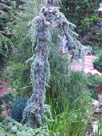 Cedr převislý Glauca Pendula - velký