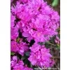 Azalka japonská Geisha Purple - VELKÁ