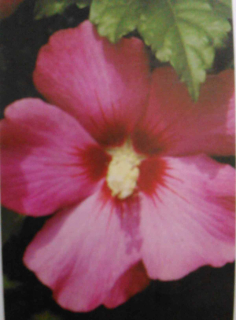 Ibišek venkovní Souvenir de Ch. Breton