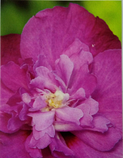 Ibišek venkovní Purple Ruffels