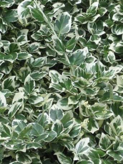 Euonymus fortunei Emerald Galiety