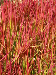 Imperata Red Baron