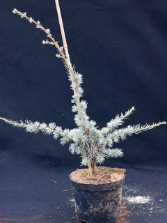 Cedr Blue Cascade