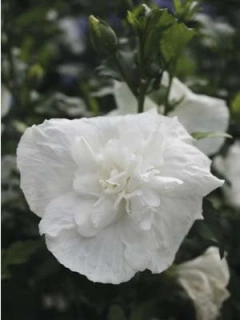 Ibišek venkovní White Chifon