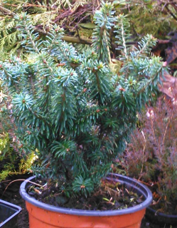 Jedle Balsamea Nana