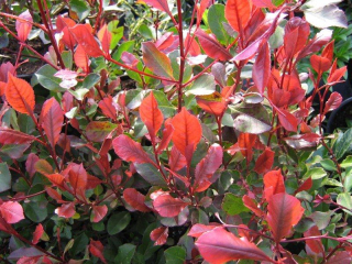 Photinia Little Red robin