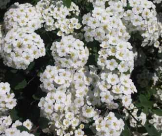 Tavolník Van Houttei