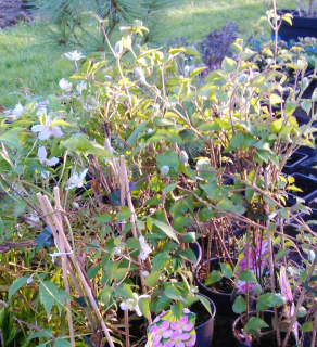 Clematis