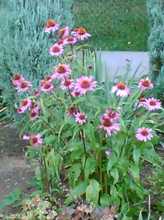 Třapatka nachová