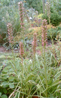 Šuškarda (Liatris)