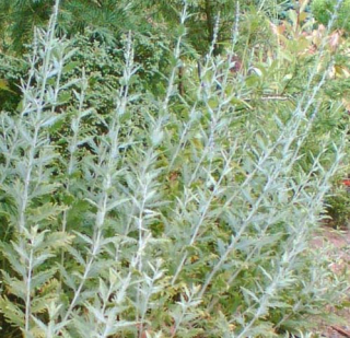 Perovskia