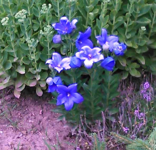 Boubelík (platycodon)  modrý