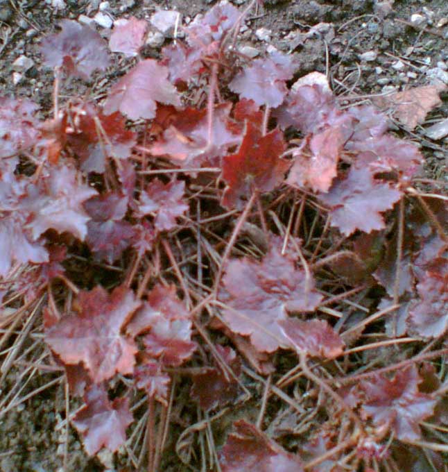 Dlužicha (heuchera) ČERVENOLISTÁ