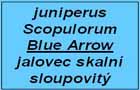 jalovec Blue Arrow