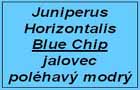 jalovec Blue Chip