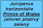 jalovec Prince of Wales