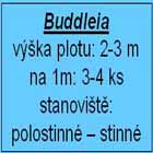 buddleia - komule