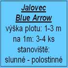 jalovec Blue Arrow