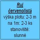 ruj červenolistá