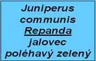 jalovec Repanda